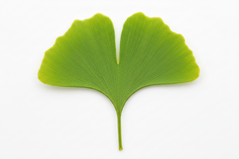 Ginkgo Biloba: From Ancient Fossil to Modern Medicine